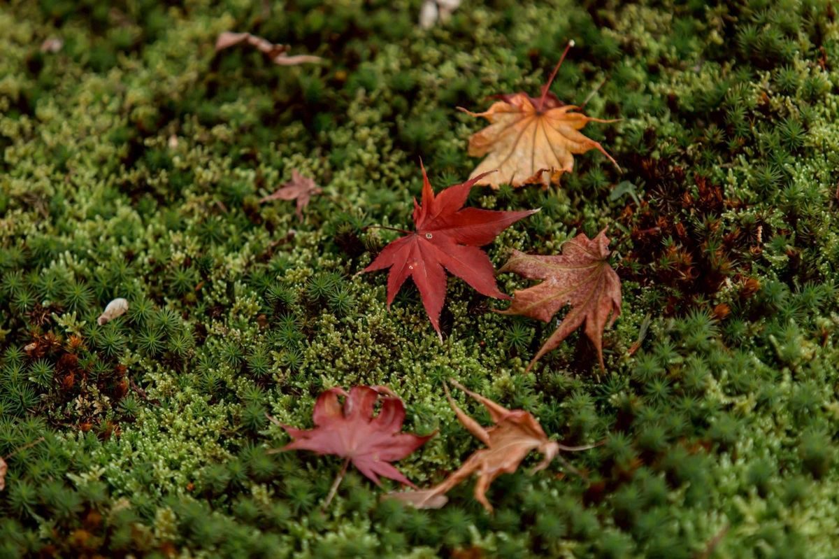 Maple leaves on moss